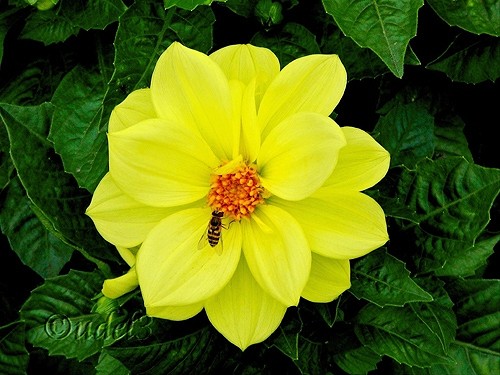 Фото цветов: однолетние георгины в церковном дворе Петропавловского храма в Ясеневе ЮЗАО Москвы в праздник Воздвижения Креста Господня, фото 2009 года