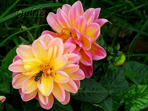 Фото цветов: однолетние георгины в церковном дворе Петропавловского храма в Ясеневе ЮЗАО Москвы в праздник Воздвижения Креста Господня, фото 2009 года