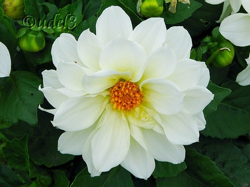 Фото цветов: однолетние георгины в церковном дворе Петропавловского храма в Ясеневе ЮЗАО Москвы в праздник Воздвижения Креста Господня, фото 2009 года