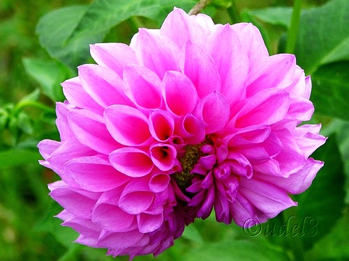 Фото цветов: однолетние георгины в церковном дворе Петропавловского храма в Ясеневе ЮЗАО Москвы в праздник Воздвижения Креста Господня, фото 2009 года