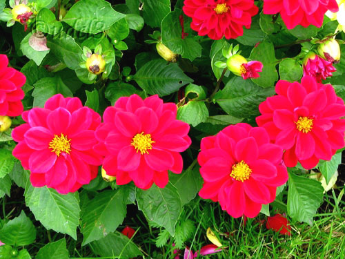 Фото цветов: георгины в церковном дворе Петропавловского храма в Ясеневе ЮЗАО Москвы в праздник Воздвижения Креста Господня, фото 2009 года