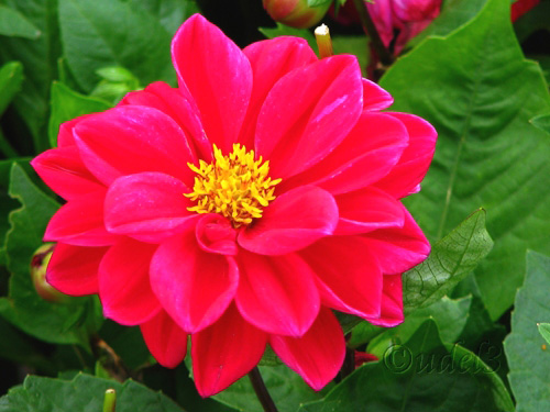 Фото цветов: георгины в церковном дворе Петропавловского храма в Ясеневе ЮЗАО Москвы в праздник Воздвижения Креста Господня, фото 2009 года