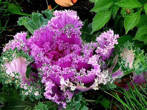 Фото цветов: декоративная капуста в церковном дворе Петропавловского храма в Ясеневе ЮЗАО Москвы в праздник Воздвижения Креста Господня, фото 2009 года