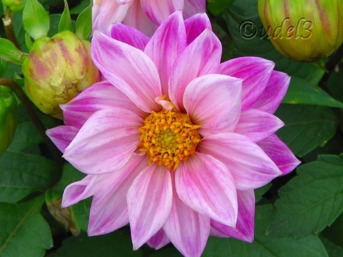 Фото цветов: георгины в церковном дворе Петропавловского храма в Ясеневе ЮЗАО Москвы в праздник Воздвижения Креста Господня, фото 2009 года