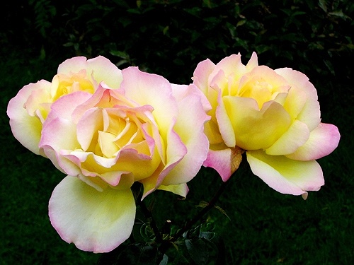 Фото цветов: розы в церковном дворе Петропавловского храма в Ясеневе ЮЗАО Москвы в праздник Воздвижения Креста Господня, фото 2009 года