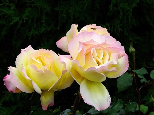 Фото цветов: розы в церковном дворе Петропавловского храма в Ясеневе ЮЗАО Москвы в праздник Воздвижения Креста Господня, фото 2009 года