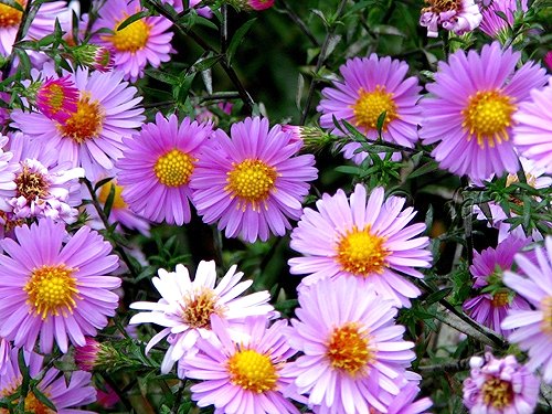 многолетние астры в цветнике Петропавловского храма в Ясеневе ЮЗАО Москвы в праздник Воздвижения Креста Господня, фото 2009 года