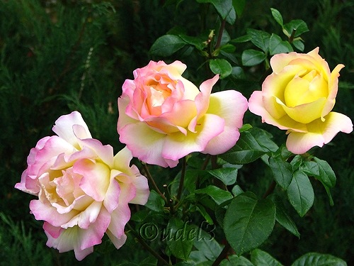 Православие, фото цветов 2009 года: розы в церковном дворе Петропавловского храма в Ясеневе ЮЗАО Москвы в праздник Воздвижения Креста Господня,