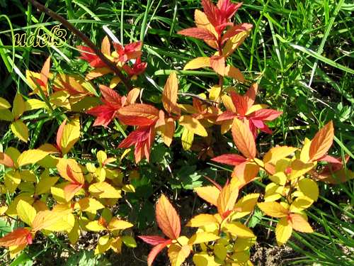 Православие, Петропавловская церковь в Ясеневе ЮЗАО Москвы, христианство, фотогалерея православного сайта udell3.narod.ru