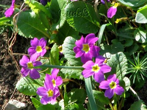 Православие, Петропавловская церковь в Ясеневе ЮЗАО Москвы, христианство, фотогалерея православного сайта udell3.narod.ru