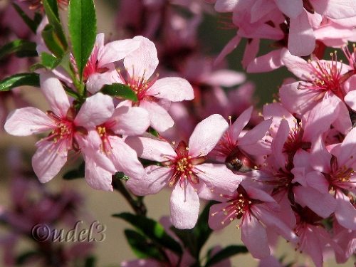 Православие, Петропавловская церковь в Ясеневе ЮЗАО Москвы, христианство, фотогалерея православного сайта udell3.narod.ru
