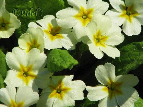 Православие, Петропавловская церковь в Ясеневе ЮЗАО Москвы, христианство, фотогалерея православного сайта udell3.narod.ru