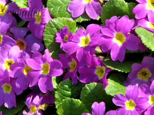 Православие, Петропавловский храм в Ясеневе ЮЗАО Москвы, христианство, фотогалерея православного сайта udell3.narod.ru