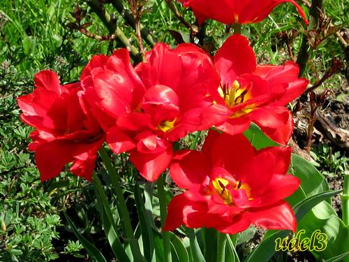 Православие, Петропавловский храм в Ясеневе ЮЗАО Москвы, христианство, фотогалерея православного сайта udell3.narod.ru