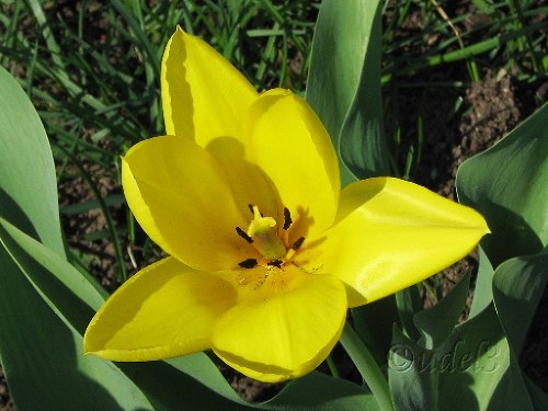 Православие, Петропавловский храм в Ясеневе ЮЗАО Москвы, христианство, фотоальбом православного сайта udell3.narod.ru