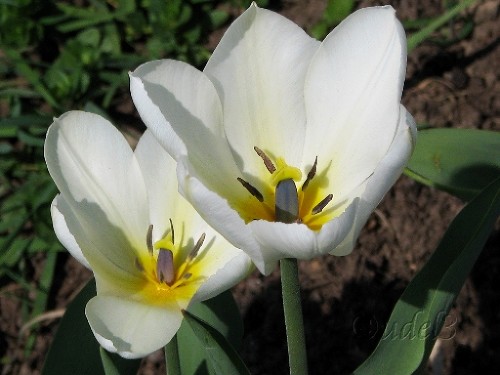 Православие, Петропавловский храм в Ясеневе ЮЗАО Москвы, христианство, фотоальбом православного сайта udell3.narod.ru