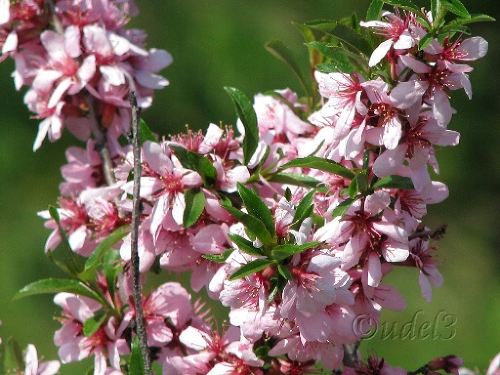 Православие, Петропавловский храм в Ясеневе ЮЗАО Москвы, христианство, фотоальбом православного сайта udell3.narod.ru