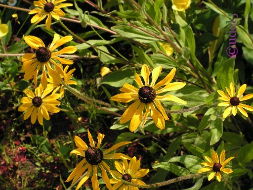 Православие в Звенигороде, фото цветов в Саввино-Сторожевском ставропигиальном мужском монастыре, июль 2007 года