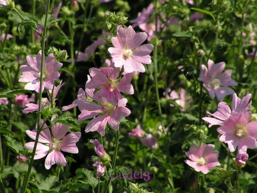 Православие в Звенигороде, фото цветов седальцеи в Саввино-Сторожевском ставропигиальном мужском монастыре, июль 2007 года