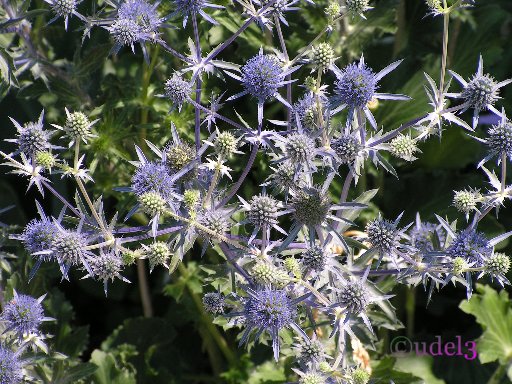 Православие в Звенигороде, фото цветов в Саввино-Сторожевском ставропигиальном монастыре, июль 2007 года