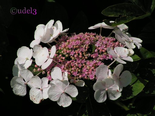 Фото Саввино-Сторожевского ставропигиального монастыря со стороны Верхнего Посада